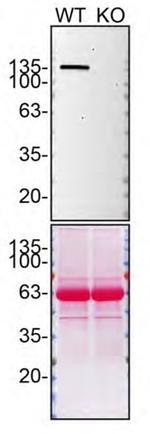 SHIP1 Antibody