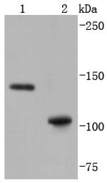 SHIP1 Antibody in Western Blot (WB)