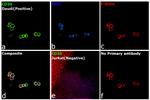 CD20 Antibody in Immunocytochemistry (ICC/IF)