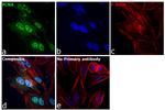 PCNA Antibody in Immunocytochemistry (ICC/IF)