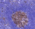 PCNA Antibody in Immunohistochemistry (Paraffin) (IHC (P))