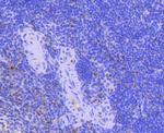 PCNA Antibody in Immunohistochemistry (Paraffin) (IHC (P))