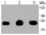 PCNA Antibody in Western Blot (WB)