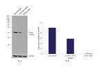 PCNA Antibody in Western Blot (WB)