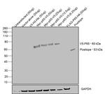 V5 Tag Antibody in Western Blot (WB)