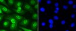 Phospho-Smad5 (Ser463,Ser465) Antibody in Immunocytochemistry (ICC/IF)