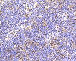 Phospho-Smad5 (Ser463,Ser465) Antibody in Immunohistochemistry (Paraffin) (IHC (P))