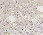 Phospho-Smad5 (Ser463,Ser465) Antibody in Immunohistochemistry (Paraffin) (IHC (P))