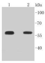 Phospho-Smad5 (Ser463,Ser465) Antibody in Western Blot (WB)