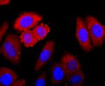 CDK1 Antibody in Immunocytochemistry (ICC/IF)