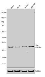 CDK1 Antibody in Western Blot (WB)