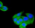 HSP90 alpha Antibody in Immunocytochemistry (ICC/IF)