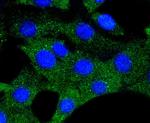 HSP90 alpha Antibody in Immunocytochemistry (ICC/IF)