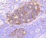 HSP90 alpha Antibody in Immunohistochemistry (Paraffin) (IHC (P))