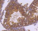 HSP90 alpha Antibody in Immunohistochemistry (Paraffin) (IHC (P))