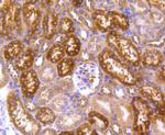 HSP90 alpha Antibody in Immunohistochemistry (Paraffin) (IHC (P))