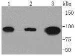 DNMT3B Antibody in Western Blot (WB)