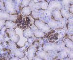 CD34 Antibody in Immunohistochemistry (Paraffin) (IHC (P))