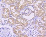 MCL-1 Antibody in Immunocytochemistry (ICC/IF)