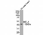 MCL-1 Antibody in Immunocytochemistry (ICC/IF)