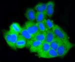 MCL-1 Antibody in Immunocytochemistry (ICC/IF)