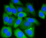 MCL-1 Antibody in Immunocytochemistry (ICC/IF)