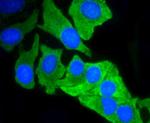 MCL-1 Antibody in Immunocytochemistry (ICC/IF)