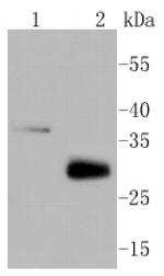 MCL-1 Antibody in Western Blot (WB)