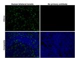 CD11c Antibody in Immunohistochemistry (Paraffin) (IHC (P))