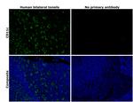 CD11c Antibody in Immunohistochemistry (Paraffin) (IHC (P))