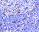 CD11c Antibody in Immunohistochemistry (Paraffin) (IHC (P))