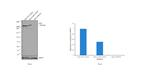 ATM Antibody in Western Blot (WB)