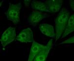 SMAD5 Antibody in Immunocytochemistry (ICC/IF)