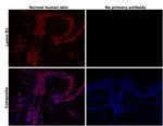 Lamin B1 Antibody in Immunohistochemistry (Paraffin) (IHC (P))