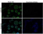 Lamin B1 Antibody in Immunohistochemistry (Paraffin) (IHC (P))