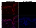 Lamin B1 Antibody in Immunohistochemistry (Paraffin) (IHC (P))