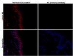 Lamin B1 Antibody in Immunohistochemistry (Paraffin) (IHC (P))