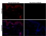 Lamin B1 Antibody in Immunohistochemistry (Paraffin) (IHC (P))