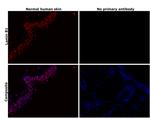 Lamin B1 Antibody in Immunohistochemistry (Paraffin) (IHC (P))