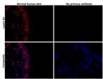 Lamin B1 Antibody in Immunohistochemistry (Paraffin) (IHC (P))