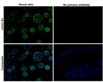 Lamin B1 Antibody in Immunohistochemistry (Paraffin) (IHC (P))