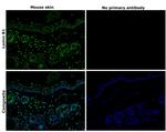 Lamin B1 Antibody in Immunohistochemistry (Paraffin) (IHC (P))