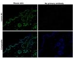 Lamin B1 Antibody in Immunohistochemistry (Paraffin) (IHC (P))