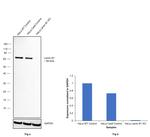 Lamin B1 Antibody in Western Blot (WB)