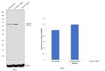 Lamin B1 Antibody in Western Blot (WB)