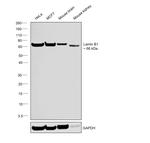 Lamin B1 Antibody in Western Blot (WB)