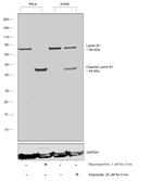 Lamin B1 Antibody in Western Blot (WB)