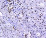 Lamin B1 Antibody in Immunohistochemistry (Paraffin) (IHC (P))