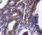 Lamin B1 Antibody in Immunohistochemistry (Paraffin) (IHC (P))