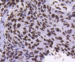 Lamin B1 Antibody in Immunohistochemistry (Paraffin) (IHC (P))